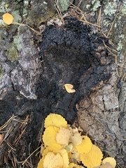 Inonotus obliquus sterilis