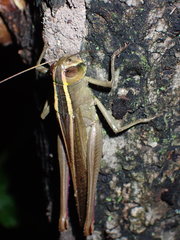 Acrididae