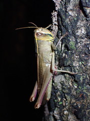 Acrididae