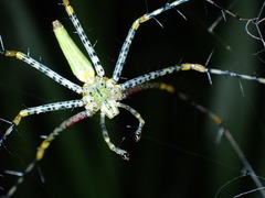 Peucetia