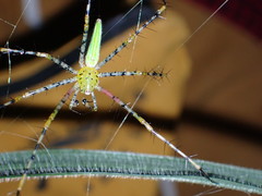 Peucetia