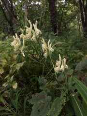 Aconitum kirinense