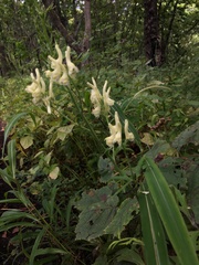 Aconitum kirinense