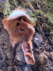 Merulius tremellosus