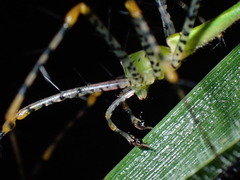 Peucetia