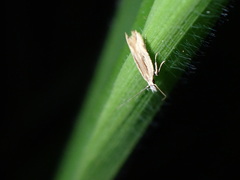 Lepidoptera