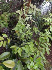 Diospyros sandwicensis