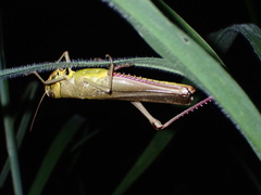 Acrididae
