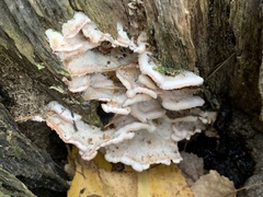 Merulius tremellosus