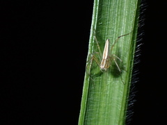 Oxyopes
