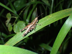 Acrididae