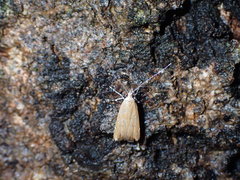 Lepidoptera