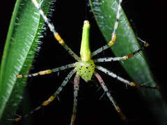 Peucetia