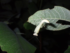 Mantidae