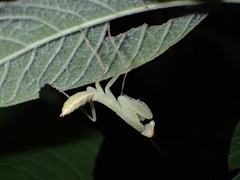 Mantidae