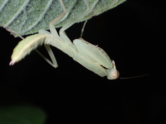 Mantidae