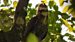 Spizaetus tyrannus