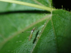 Heteroptera