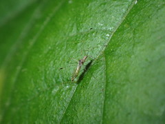 Heteroptera