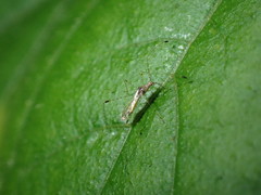 Heteroptera