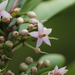 Shoebutton Ardisia - Photo (c) abcdefgewing, some rights reserved (CC BY-NC), uploaded by abcdefgewing