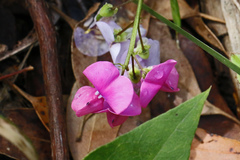 Dipogon lignosus