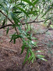 Acacia confusa