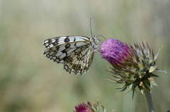 Melanargia parce