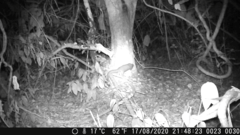 Phataginus tricuspis