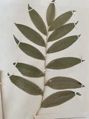 Polygonatum odoratum odoratum