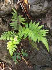 Deparia petersenii