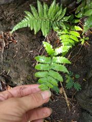 Deparia petersenii