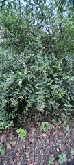 Nyctanthes arbor-tristis