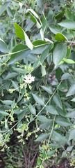 Nyctanthes arbor-tristis