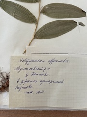 Polygonatum odoratum odoratum