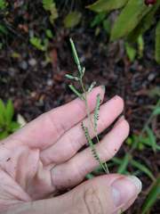Paspalum scrobiculatum