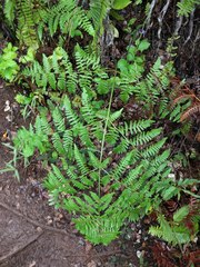 Pteridium aquilinum decompositum