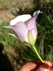 Calochortus catalinae