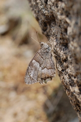 Hipparchia fatua