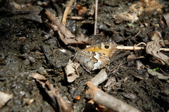 Hipparchia pellucida