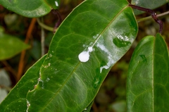 Cynanchum graphistemmatoides