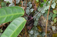 Cynanchum graphistemmatoides