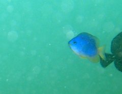 Pomacentrus caeruleus