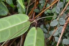 Cynanchum graphistemmatoides