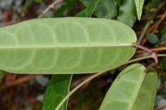 Cynanchum graphistemmatoides