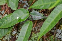 Cynanchum graphistemmatoides