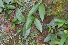 Cynanchum graphistemmatoides