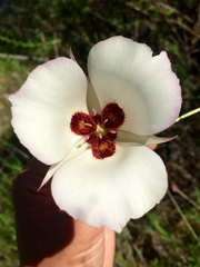 Calochortus catalinae