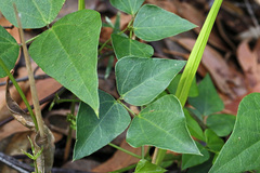 Dipogon lignosus