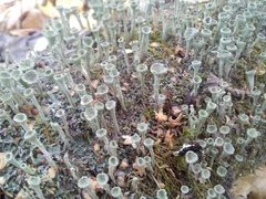 Cladonia